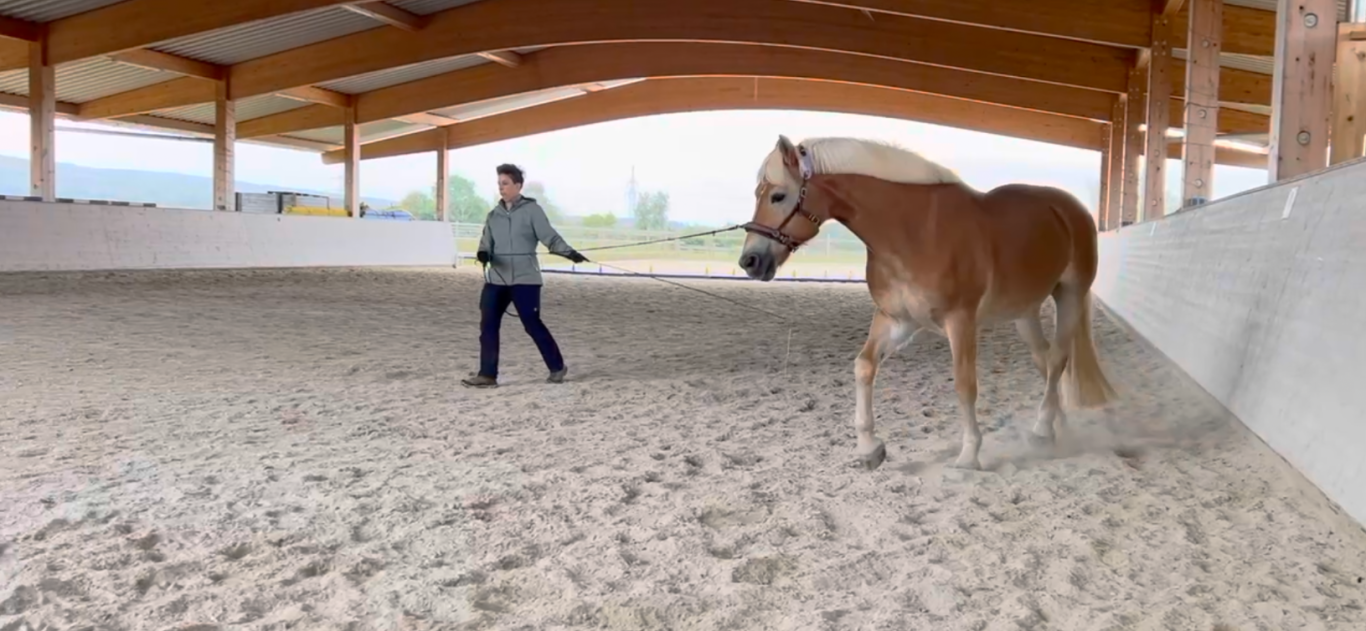 Reiter longiert ein Pferd in einer sandigen Reitarena mit Holzdach.
